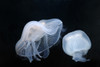 Moon jellyfish. Poster Print by VWPics/Stocktrek Images - Item # VARPSTVWP400513U