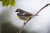 A male Yellow-rumped Warbler perches in a bush; Astoria, Oregon, United States of America Poster Print by Robert L. Potts / Design Pics - Item # VARDPI2384129