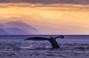 Humpback Whale at sunset, Lynn Canal, Chilkat Mountains, Inside Passage, near Juneau; Alaska, United States of America Poster Print by John Hyde / Design Pics - Item # VARDPI12321304