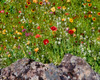 Summer wildflowers in bloom, Central Oregon, USA Poster Print by Panoramic Images - Item # VARPPI173804