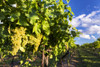 Rows of grape vines with white grapes highlighted by the sun hanging from the vine with blue sky and clouds in the background; Vineland, Ontario, Canada Poster Print by Michael Interisano / Design Pics - Item # VARDPI12321650