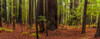 Giant Redwood trees in a forest, Humboldt Redwoods State Park, California, USA Poster Print by Panoramic Images - Item # VARPPI174090