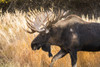 Bull moose with antlers, South-central Alaska; Anchorage, Alaska, United States of America Poster Print by Doug Lindstrand / Design Pics - Item # VARDPI12320286