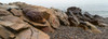 View of rocks at coast, Acadia National Park, Maine, USA Poster Print by Panoramic Images - Item # VARPPI162433
