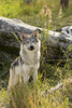 Immature female wolf, captive at the Alaska Wildlife Conservation Center; Portage, Alaska, United States of America Poster Print by Doug Lindstrand / Design Pics - Item # VARDPI12318699