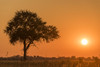 Silhouetted tree at sunset under orange sky; Botswana Poster Print by Nick Dale / Design Pics - Item # VARDPI12306256