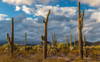 Various cactus plants in a desert, Organ Pipe Cactus National Monument, Arizona, USA Poster Print by Panoramic Images - Item # VARPPI174144