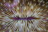 Detail of a mushroom coral growing on a reef in Indonesia. Poster Print by Ethan Daniels/Stocktrek Images - Item # VARPSTETH400958U