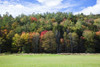 Colourful trees in autumn; Woodstock, Vermont, United States of America Poster Print by Jenna Szerlag / Design Pics - Item # VARDPI12309647