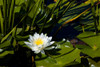 Close-up of White water lily flowers Poster Print by Panoramic Images - Item # VARPPI173304