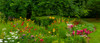 Flowers in a garden, Knowlton, Quebec, Canada Poster Print by Panoramic Images - Item # VARPPI173888