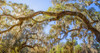 Low angle view of Spanish Moss tree, Florida, USA Poster Print by Panoramic Images - Item # VARPPI175433