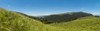 Tall green grasses and wild flowers cover the rolling hills, Tzaneen, Limpopo Province, South Africa Poster Print by Panoramic Images - Item # VARPPI155427