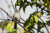 A White-crowned Sparrow perches in a tree; Astoria, Oregon, United States of America Poster Print by Robert L. Potts / Design Pics - Item # VARDPI5339111