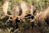 Bull moose play fighting during rutting season in the Anchorage area; Alaska, United States of America Poster Print by Doug Lindstrand / Design Pics - Item # VARDPI12306805