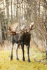 Bull moose on a cold morning in rutting season; Anchorage, Alaska, United States of America Poster Print by Doug Lindstrand / Design Pics - Item # VARDPI12306990 Bull moose on a cold morning in rutting season; Anchorage, Alaska, United States of America Poster Print by Doug Lindstrand / Design Pics - Item # VARDPI12306990