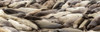 Elephant Seals on the beach, Piedras Blancas, San Simeon, California, USA Poster Print by Panoramic Images - Item # VARPPI174072