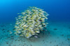 A school of bluestripe snapper in Hawaiian waters. Poster Print by VWPics/Stocktrek Images - Item # VARPSTVWP400206U