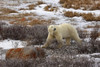 Polar bear, Wapusk National Park; Manitoba, Canada Poster Print by Brian M Wolitski / Design Pics - Item # VARDPI12321962