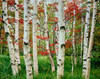 Birch trees in autumn, Acadia National Park, Maine, USA Poster Print by Panoramic Images - Item # VARPPI167241