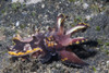 Flamboyant cuttlefish, Lembeh Strait, Indonesia. Poster Print by VWPics/Stocktrek Images - Item # VARPSTVWP401208U