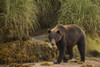 Brown bear walking on sand beside tall grass; Alaska, United States of America Poster Print by Marg Wood / Design Pics - Item # VARDPI12309792