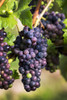 Close-up of clusters of dark unripe purple grapes hanging from the vine; Vineland, Ontario, Canada Poster Print by Michael Interisano / Design Pics - Item # VARDPI12321647