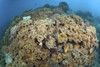 Soft coral garden at Apo Island, Philippines. Poster Print by VWPics/Stocktrek Images - Item # VARPSTVWP400995U