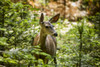 Mule deer, Sequoia National Park; California, United States of America Poster Print by Yves Marcoux / Design Pics - Item # VARDPI12319840