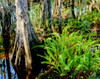 Cypress trees in swamp, Six Mile Cypress Slough Preserve, Fort Myers, Florida, USA Poster Print by Panoramic Images - Item # VARPPI167238