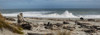 Driftwood on Ship Creek Park beach, Haast, Westland District, West Coast, South Island, New Zealand Poster Print by Panoramic Images - Item # VARPPI171443