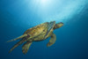 Male green sea turtles, an endangered species, have a much longer tail then the females, as pictured here; Hawaii, United States of America Poster Print by Dave Fleetham / Design Pics - Item # VARDPI12309529