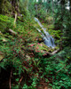 Red-flowering currant flowers at Upper Proxy Falls, Three Sisters Wilderness, Willamette National Forest, Lane County, Oregon, USA Poster Print by Panoramic Images - Item # VARPPI172488