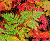 Close-up of autumn leaves, Keweenaw Peninsula, Upper Peninsula, Alger County, Michigan, USA Poster Print by Panoramic Images - Item # VARPPI168217