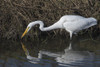 A Great Egret stalks small fish; Ridgefield, Washington, United States of America Poster Print by Robert L. Potts / Design Pics - Item # VARDPI12267953 A Great Egret stalks small fish; Ridgefield, Washington, United States of America Poster Print by Robert L. Potts / Design Pics - Item # VARDPI12267953