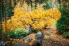 Tree in full autumn glory, Oregon, USA Poster Print by Panoramic Images - Item # VARPPI161568