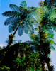 Low angle view of West Indian treefern, Papillote Wilderness Retreat, Dominica Poster Print by Panoramic Images - Item # VARPPI166870