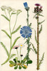 Wildflowers. 1. Yarrow or Millefoil 2. Daisy 3. Chicory 4. Marsh Thistle Poster Print by Hilary Jane Morgan / Design Pics - Item # VARDPI12285727