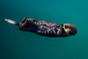 A sea otter is floating on its back, Seward. Alaska Poster Print by Panoramic Images - Item # VARPPI182474