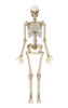 Human skeletal system, front view. Poster Print by TriFocal Communications/Stocktrek Images - Item # VARPSTTRF700072H