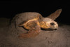 Loggerhead turtle nesting on the beach, Florida. Poster Print by VWPics/Stocktrek Images - Item # VARPSTVWP400567U
