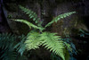 Close-up of a fern growing at the base of a tree; North Yorkshire, England Poster Print by John Short / Design Pics - Item # VARDPI12324672