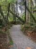 Path passing through forest, Te Wahipounamu, West Coast, South Island, New Zealand Poster Print by Panoramic Images - Item # VARPPI171324
