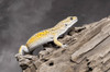 Close-up of Leopard gecko in forest Poster Print by Panoramic Images - Item # VARPPI175357