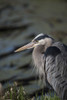 A Great Blue Heron waits patiently for a fish to swim into range; Ridgefield, Washington, United States of America Poster Print by Robert L. Potts / Design Pics - Item # VARDPI12304681