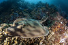 Banded guitarfish, Sea of Cortez, Baja California, Mexico. Poster Print by VWPics/Stocktrek Images - Item # VARPSTVWP401384U