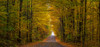 Panorama of country road in autumn; Iron Hill, Quebec, Canada Poster Print by David Chapman / Design Pics - Item # VARDPI12319242