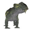 Lystrosaurus dinosaur, front view. Poster Print by Corey Ford/Stocktrek Images - Item # VARPSTCFR200854P