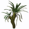 Cycad plant on white background. Poster Print by Corey Ford/Stocktrek Images - Item # VARPSTCFR200739P