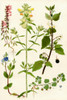 Wildflowers. 1. Red Bartsia 2. Yellow Rattle 3. Germander Speedwell 4. Ivy leaved Speedwell 5. Black Nightshade Poster Print by Hilary Jane Morgan / Design Pics - Item # VARDPI12285721